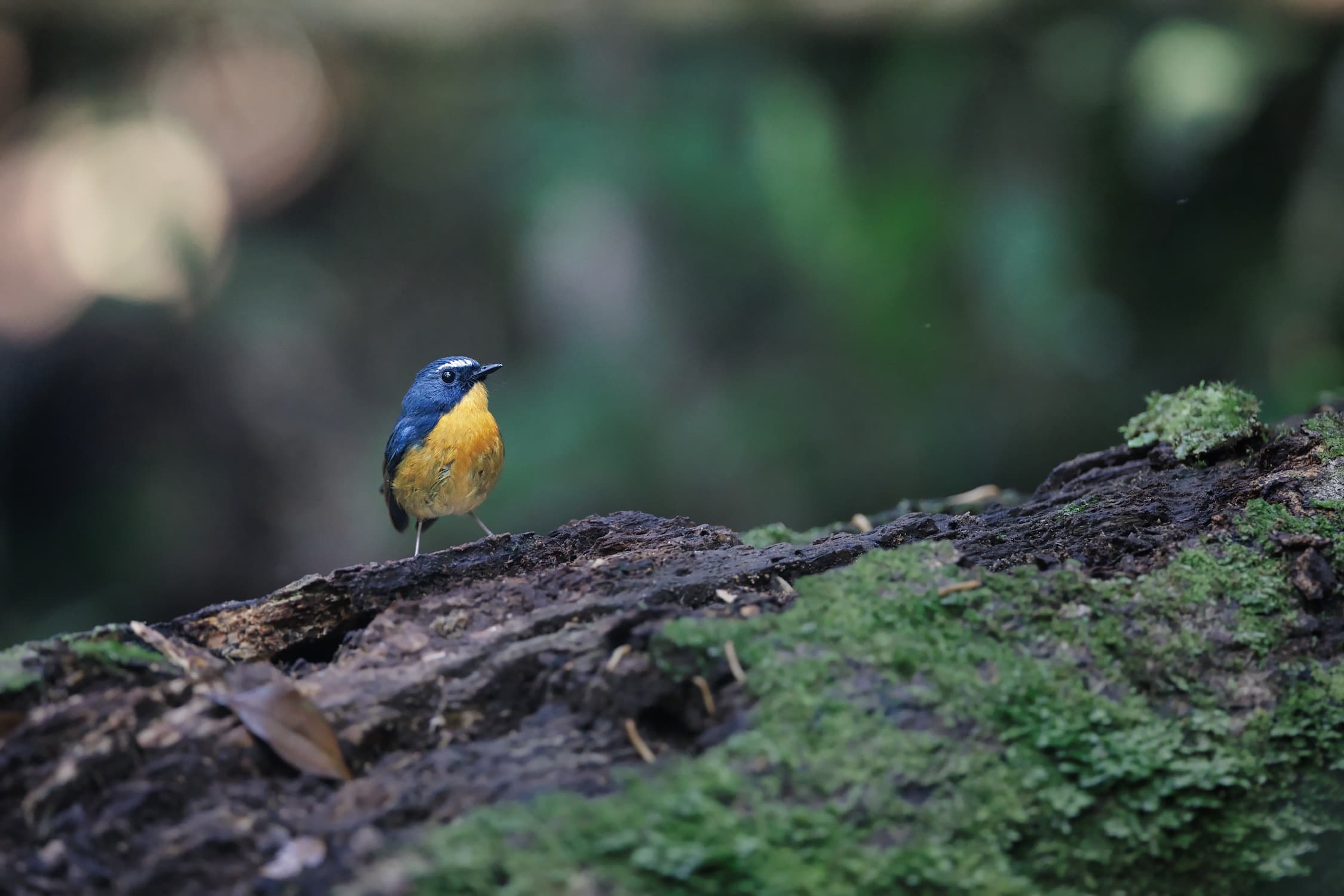 BORB