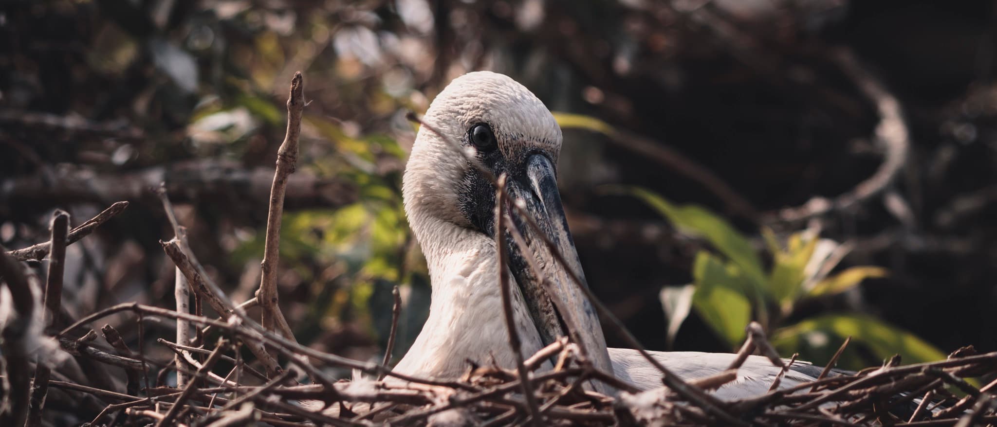 birb