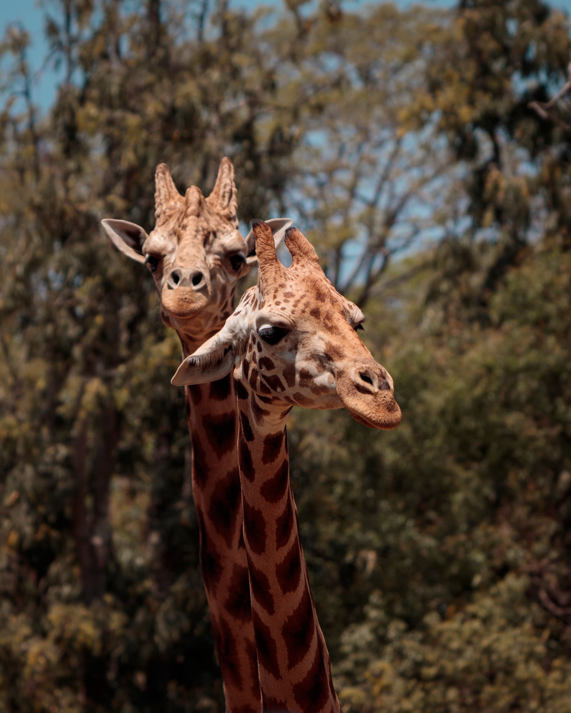 fauna