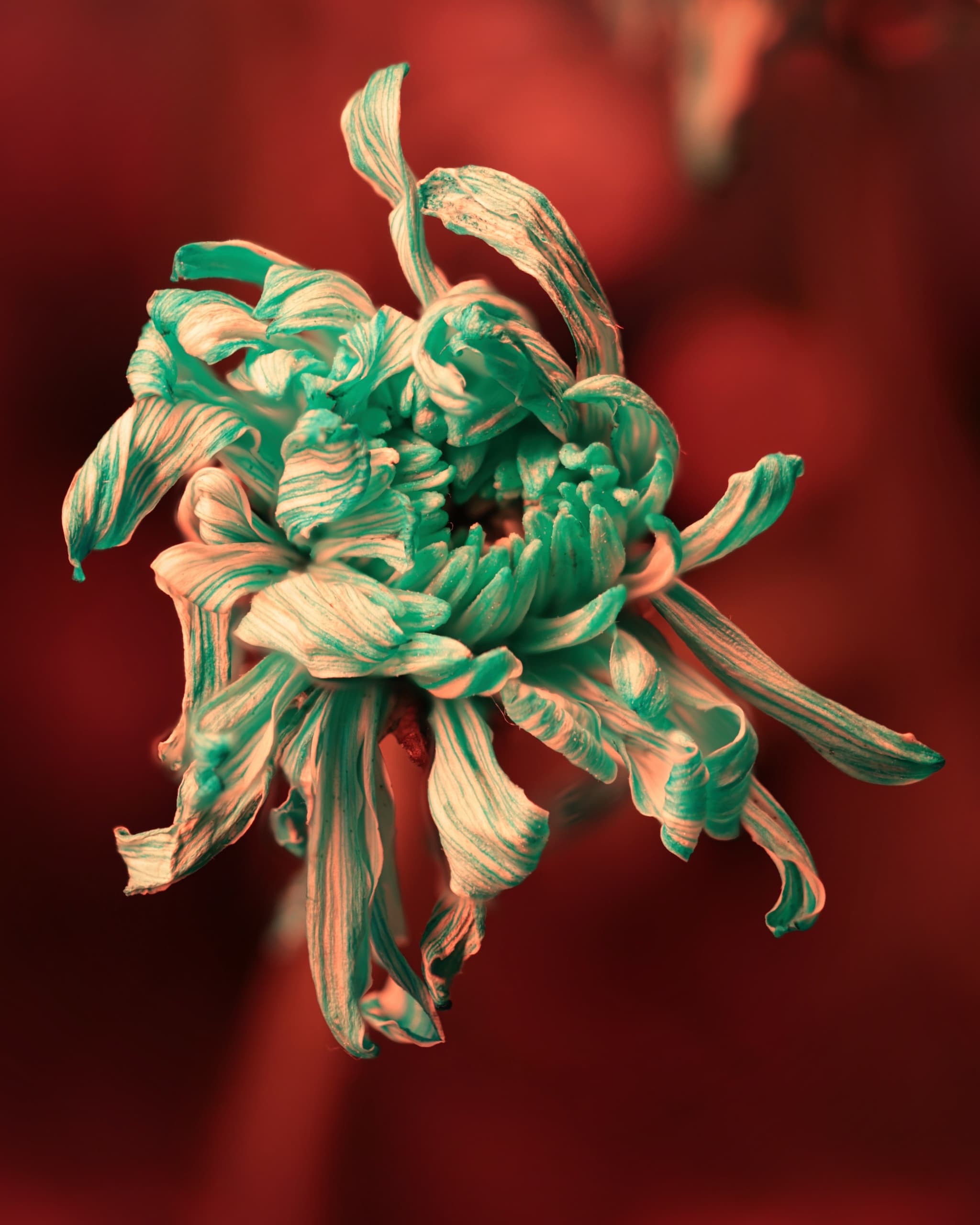 flora