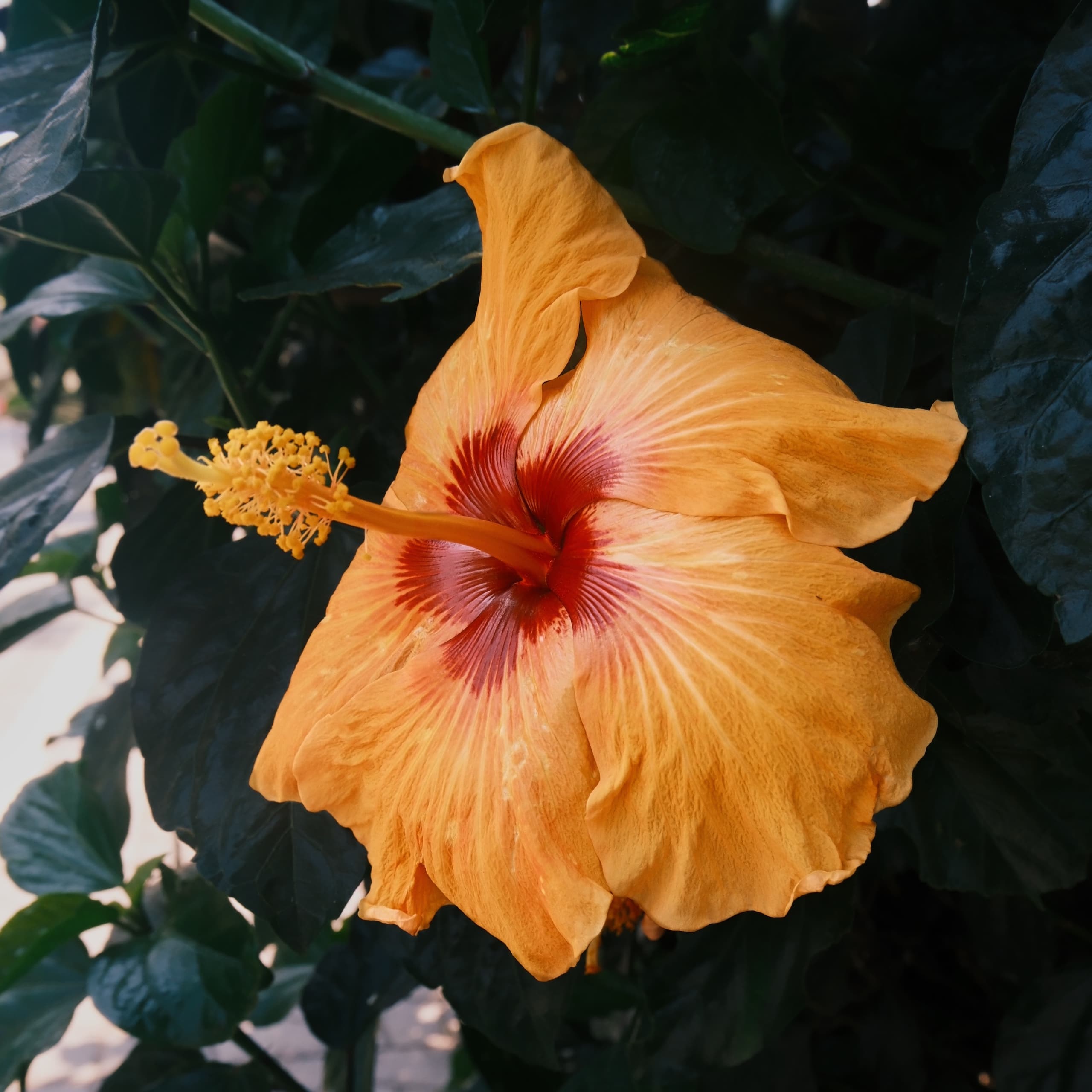 STEM