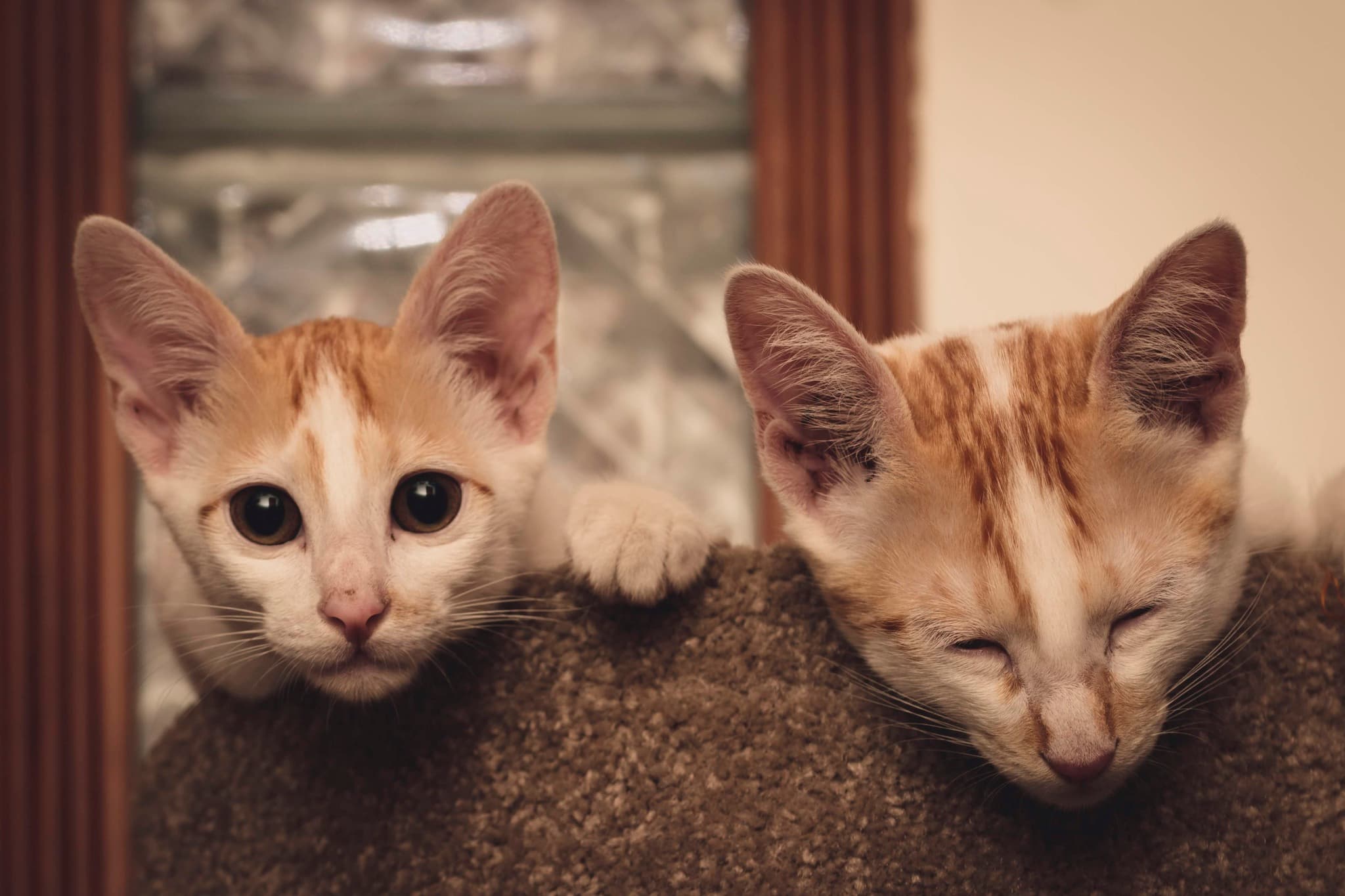 meows and woofs
